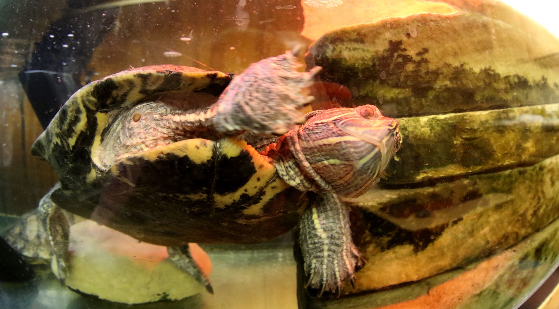 060518-qct-animal-sanctuary-020